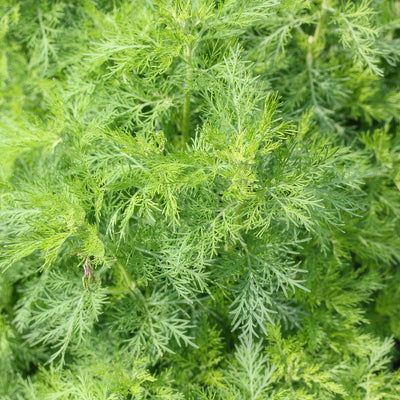 Artemisia Lads Love - Garden Express Australia
