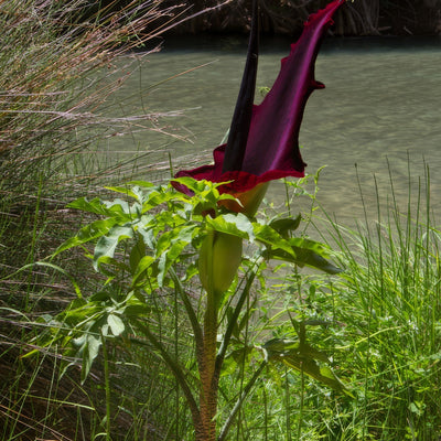 Arum Lily Dragon 2025 Pkalidra - Garden Express Australia