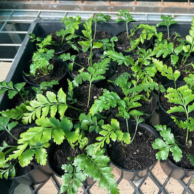 Asplenium Island Beauty Fern - Garden Express Australia