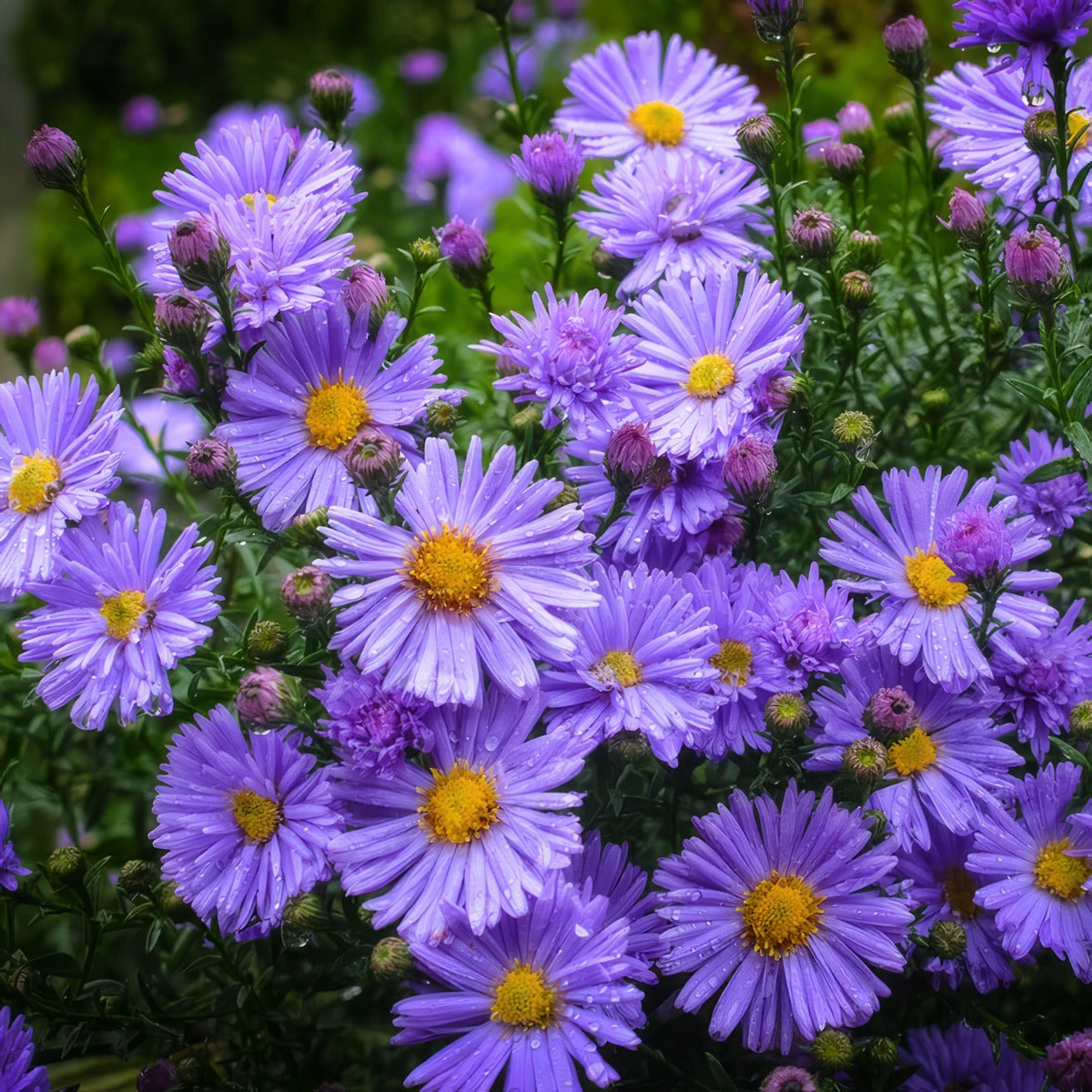 Aster Tonga Purple P68asttpu - Garden Express Australia