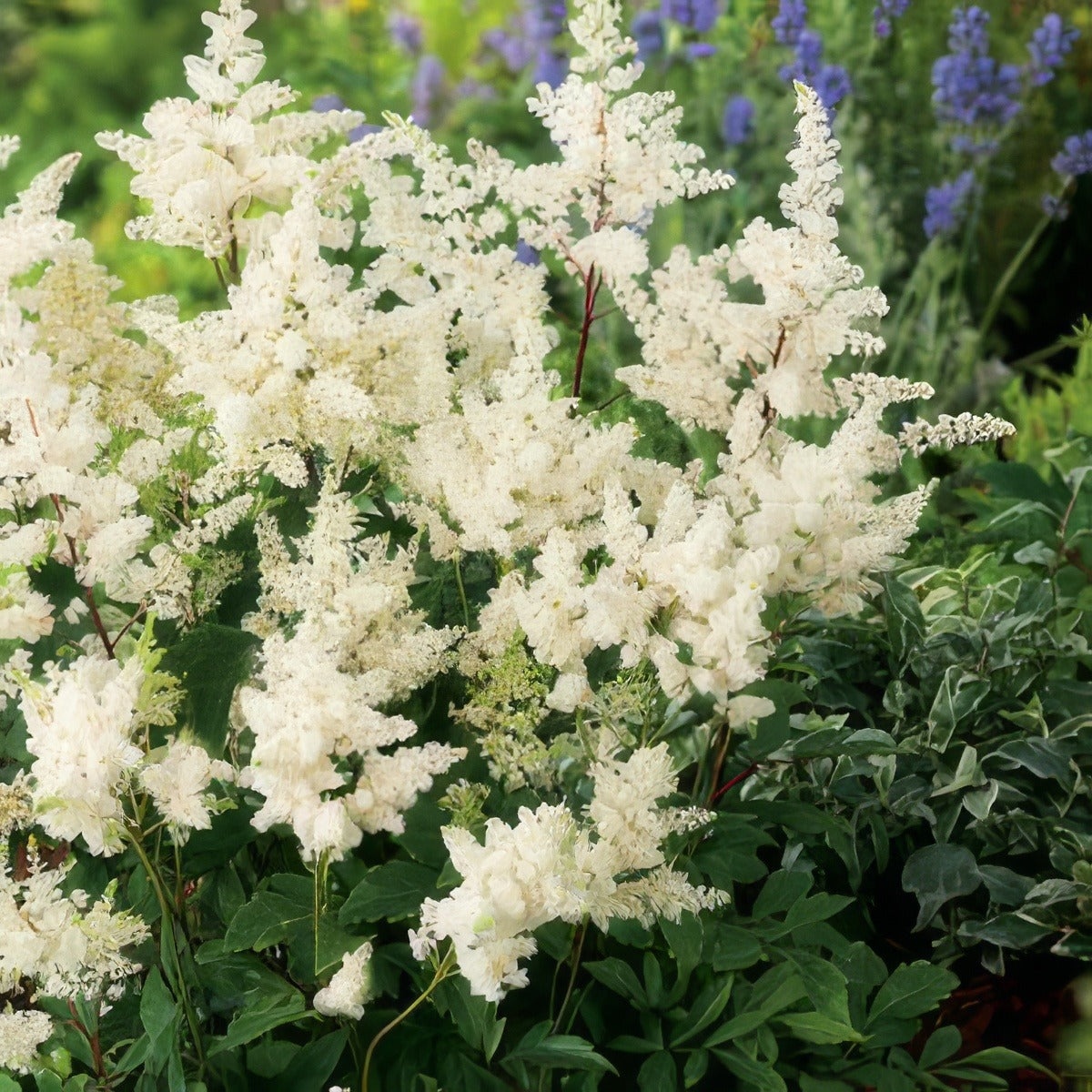 Astilbe White 14 - Garden Express Australia
