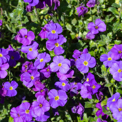 Aubrieta Rock On Blue - Garden Express Australia