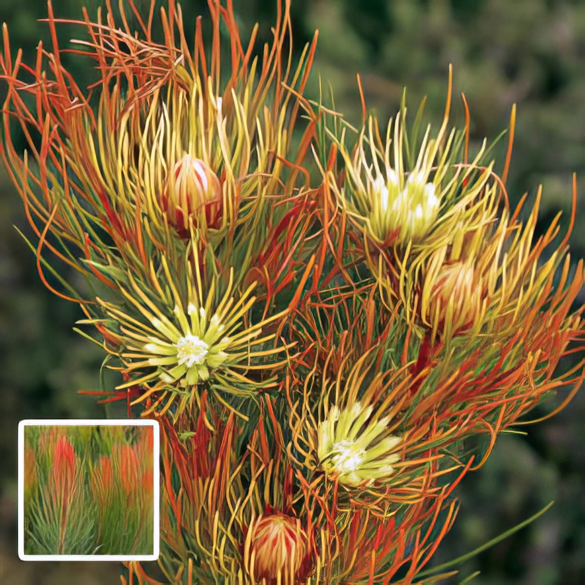 Aulax Bronze Haze Pplproabh - Garden Express Australia