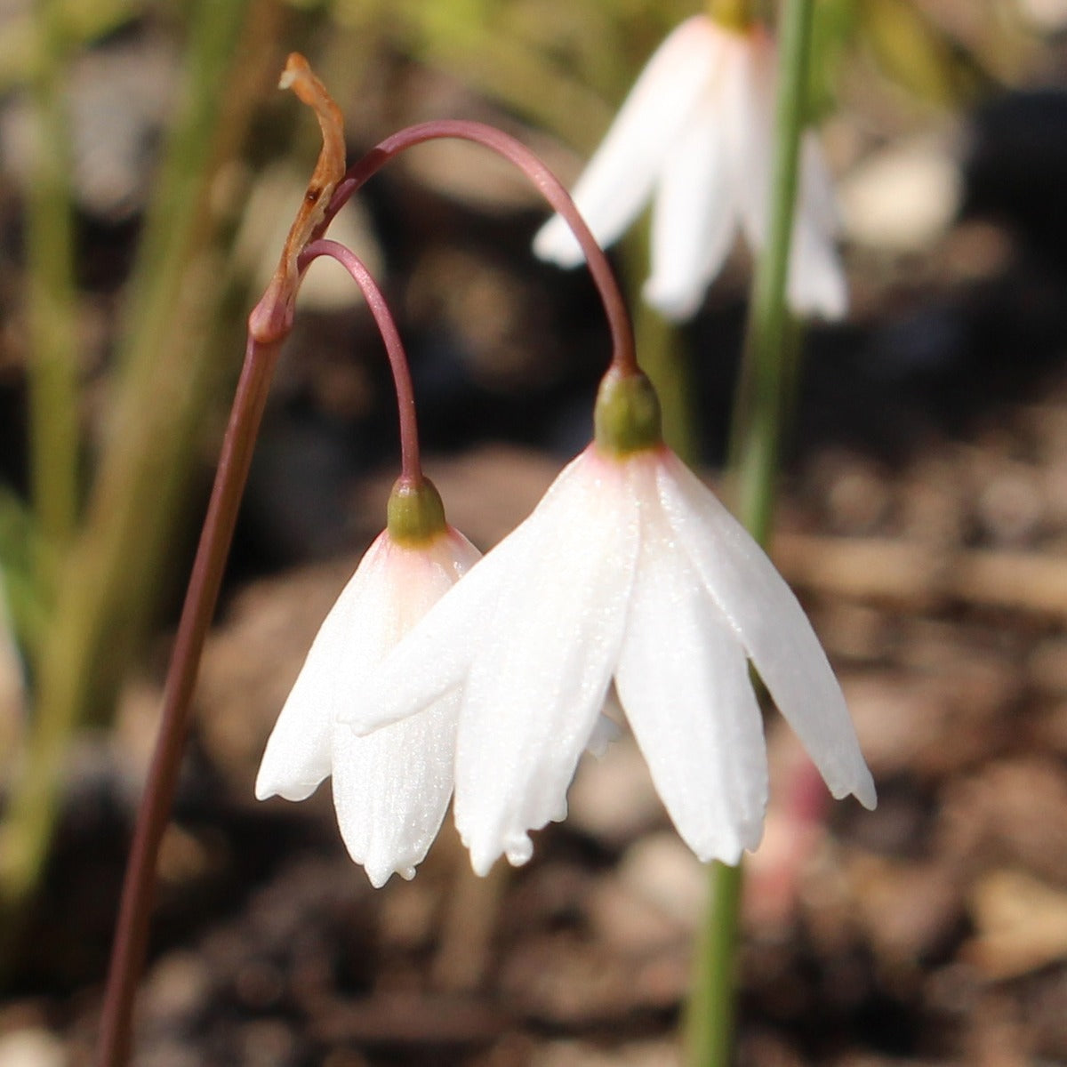 Autumn Snowflakes Pkautsno 2025 - Garden Express Australia