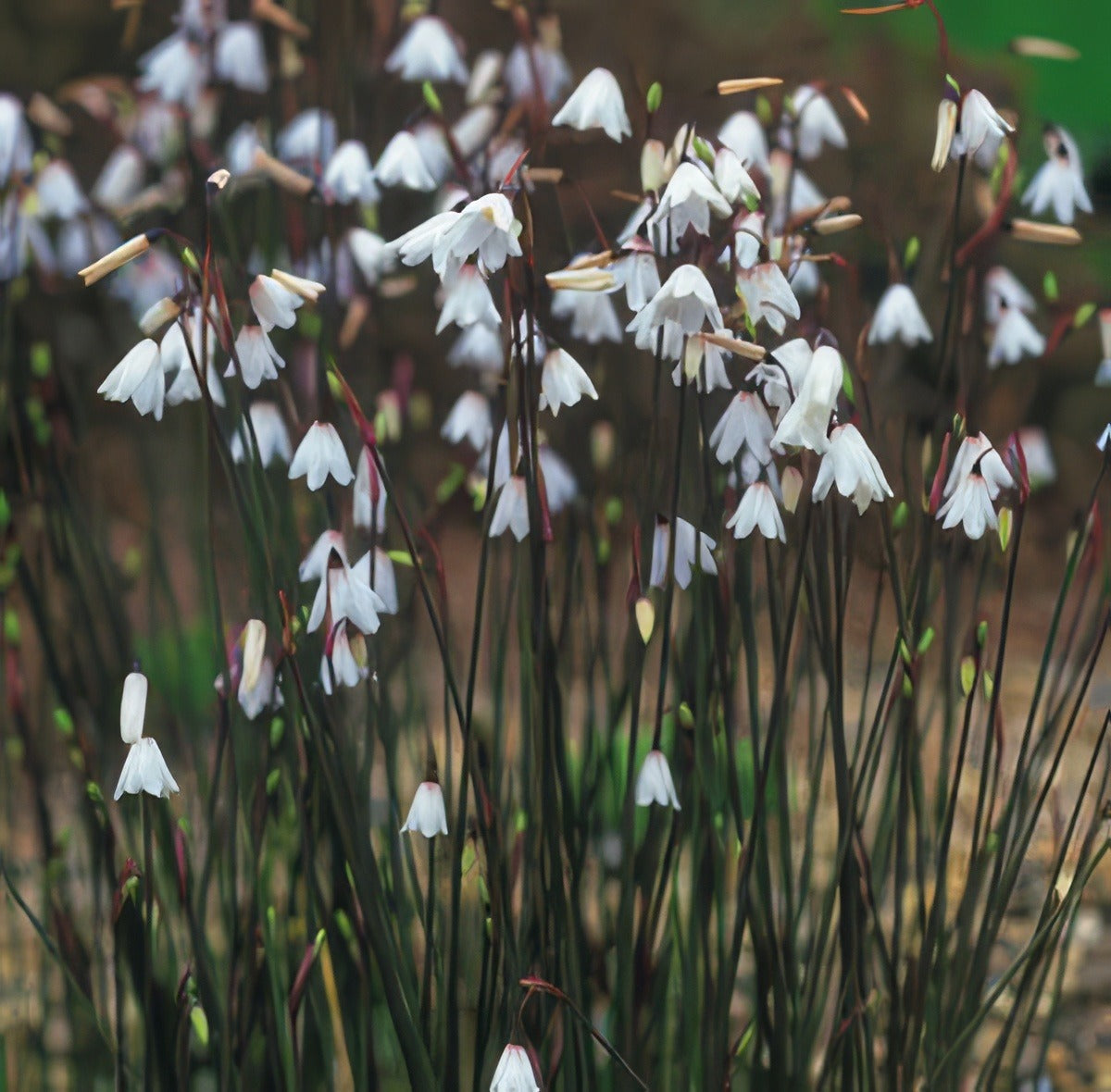 Autumn Snowflakes - Garden Express Australia