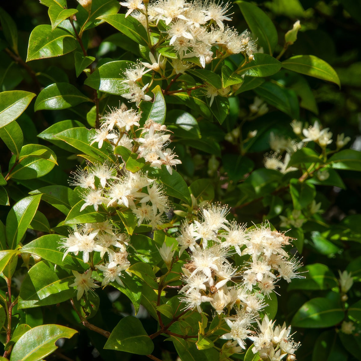 Backhousia Mini Cini P14bacmci - Garden Express Australia