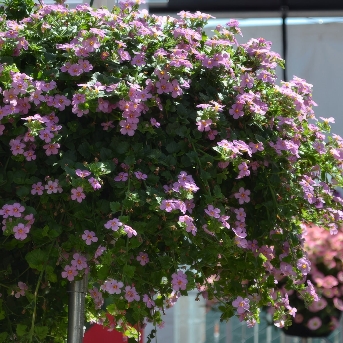Bacopa Pink Sand P14bacpsa - Garden Express Australia