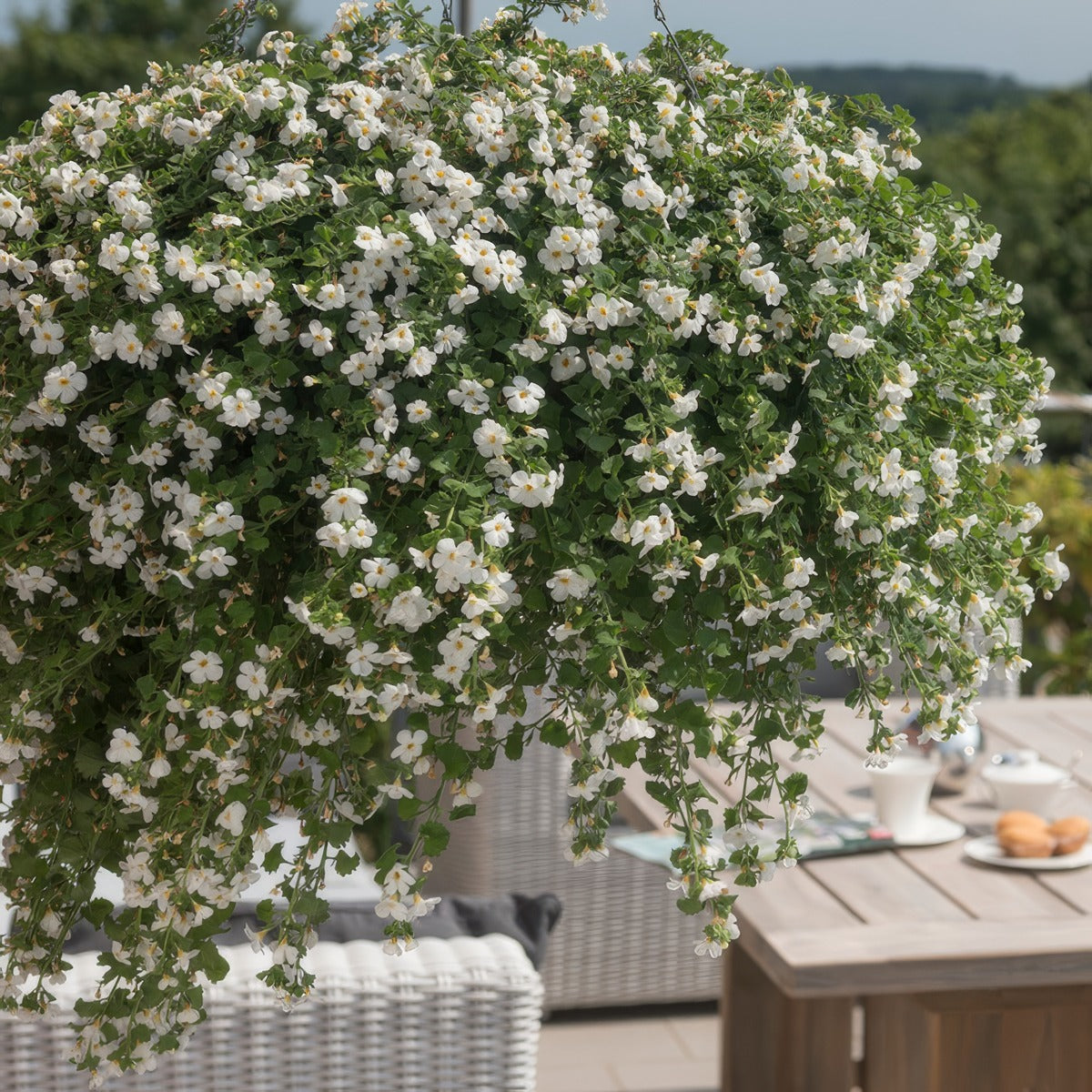 Bacopa White Sand P14bacwsa - Garden Express Australia
