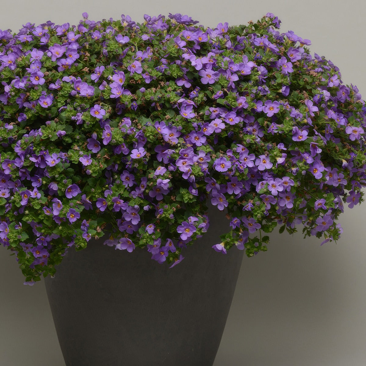 Bacopa Mega Copa Blue - Garden Express Australia