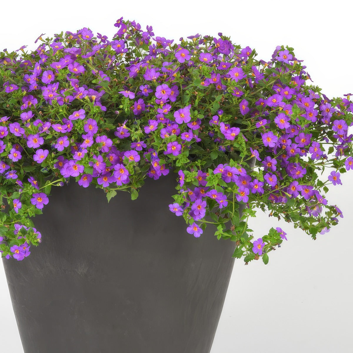 Bacopa Mega Copa Plum - Garden Express Australia