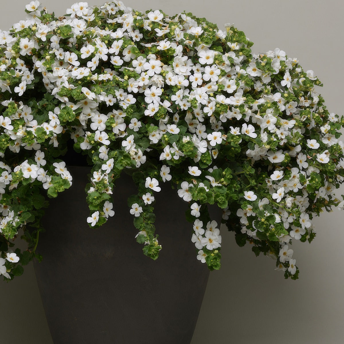 Bacopa Mega Copa White 1 - Garden Express Australia