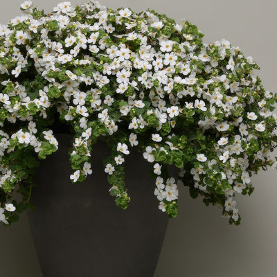 Bacopa Mega Copa White 1 - Garden Express Australia