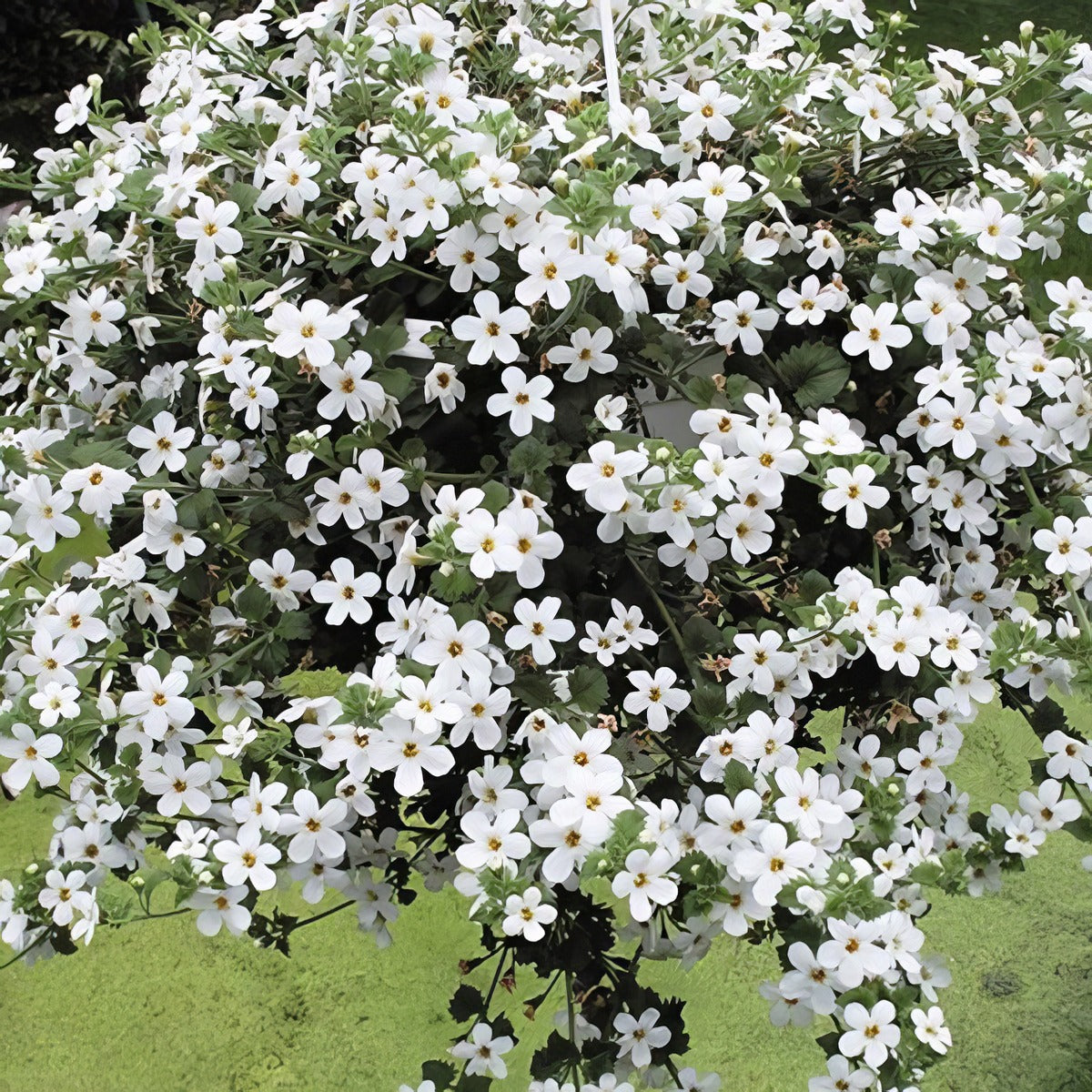 Bacopa Mega Copa White P68bacmwh - Garden Express Australia