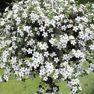 Bacopa Mega Copa White P68bacmwh - Garden Express Australia