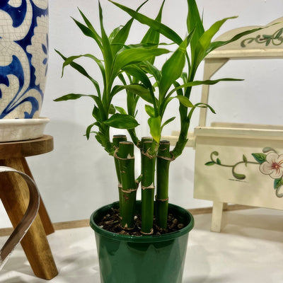 Lucky Bamboo 5 Canes 1 - Garden Express Australia