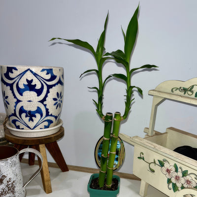 Lucky Bamboo 2 1 - Garden Express Australia