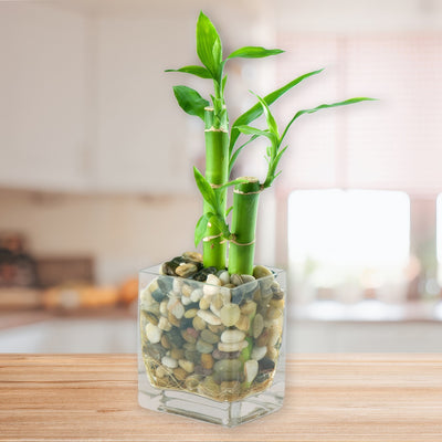 Lucky Bamboo 2 Canes P68lucbam - Garden Express Australia