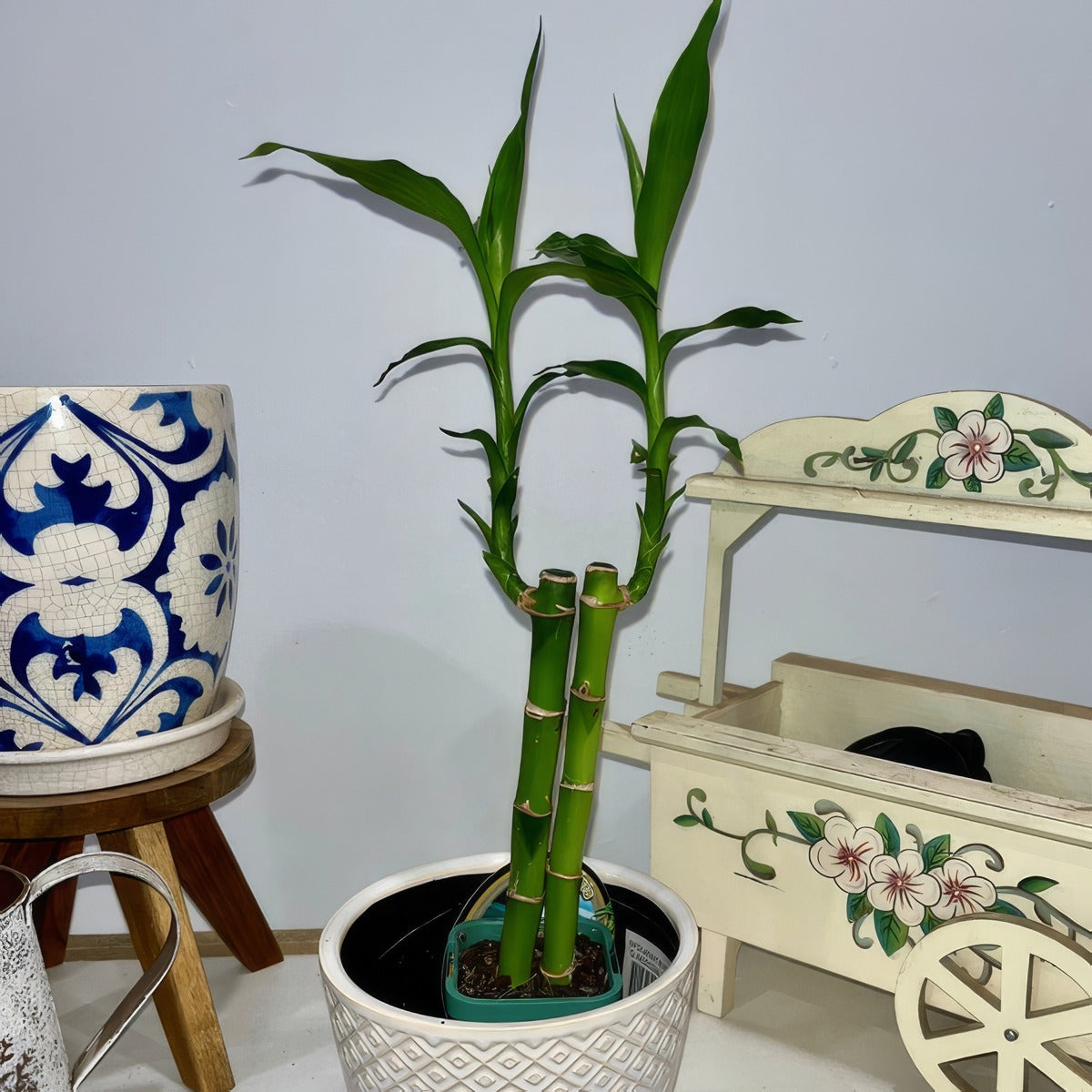 Lucky Bamboo 2 - Garden Express Australia