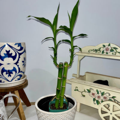 Lucky Bamboo 2 - Garden Express Australia