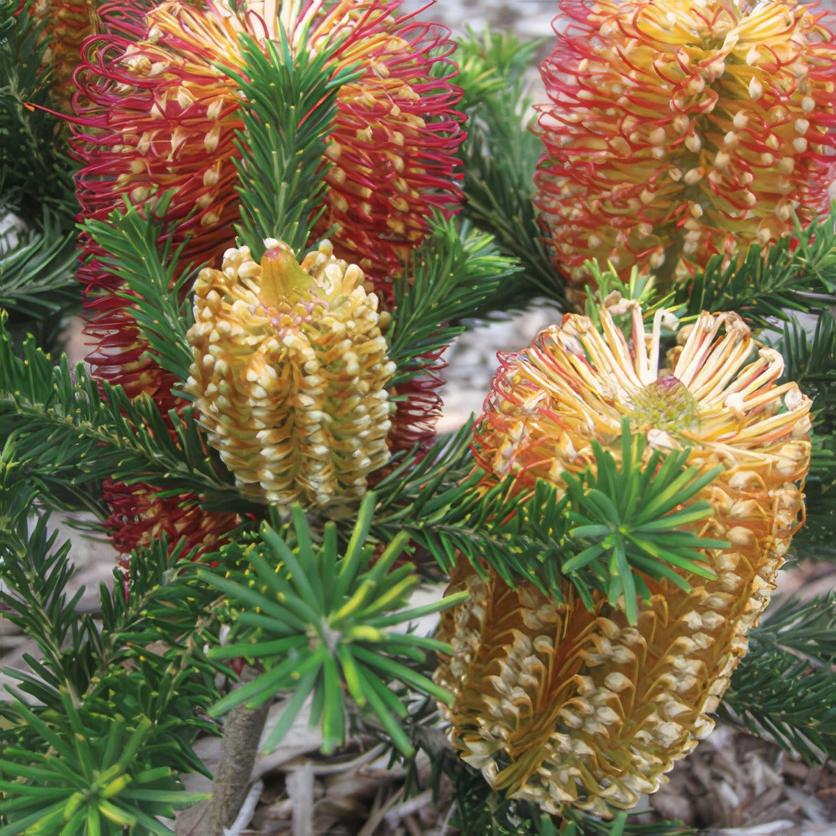 Banksia Birthday Candles 18 Lpobanbca - Garden Express Australia
