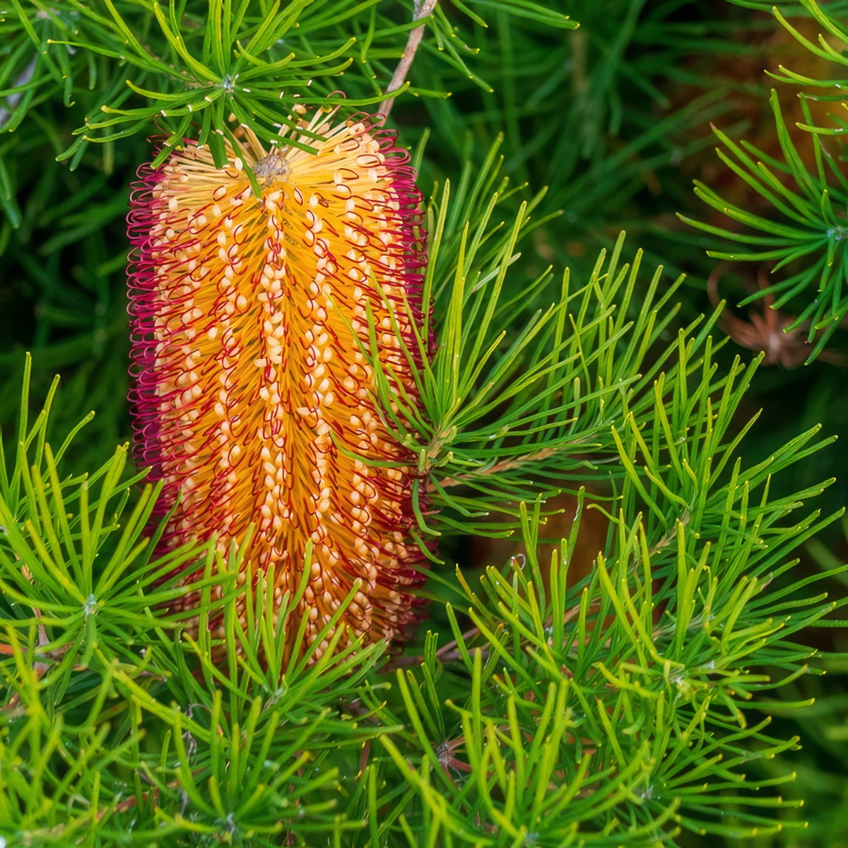 Banksia Honey Pots P14banhpo - Garden Express Australia