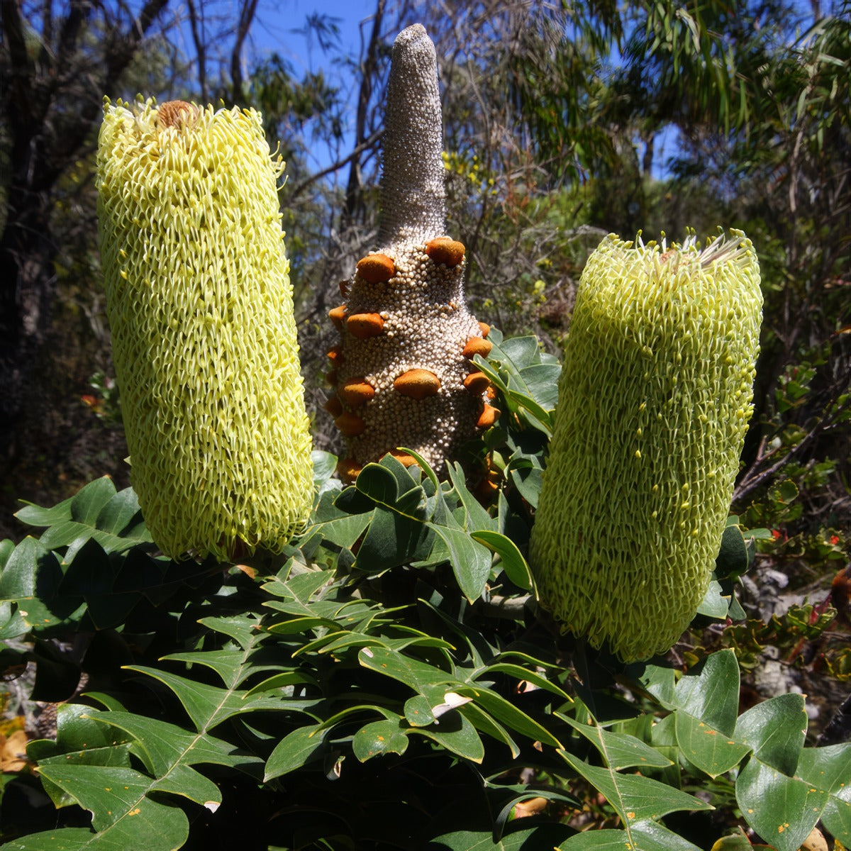 Banksia Grandis Bull Banksia Pplbangbb - Garden Express Australia