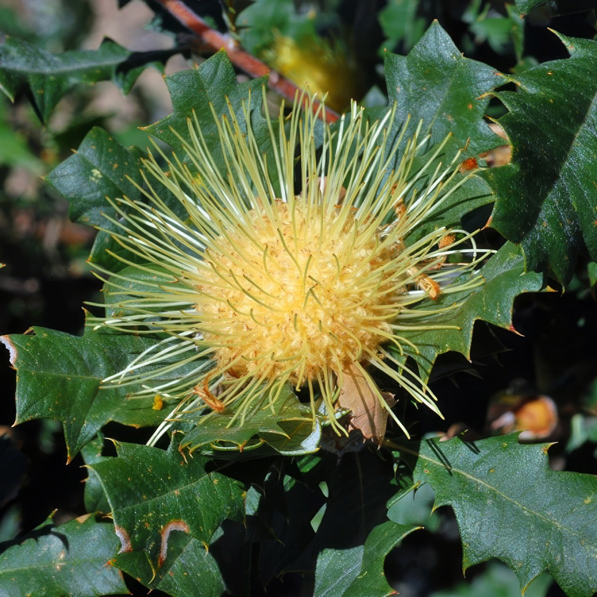 Banksia Dryandra Undata By Jean And Fred From Perth Australia Via Wikimedia Commons P14banund - Garden Express Australia