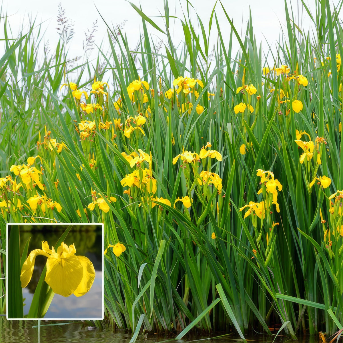 Yellow Flag Iris