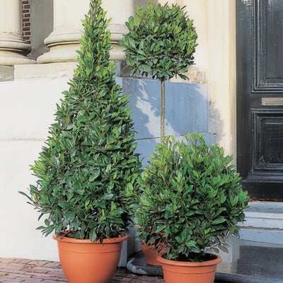 Bay Tree 16 - Garden Express Australia