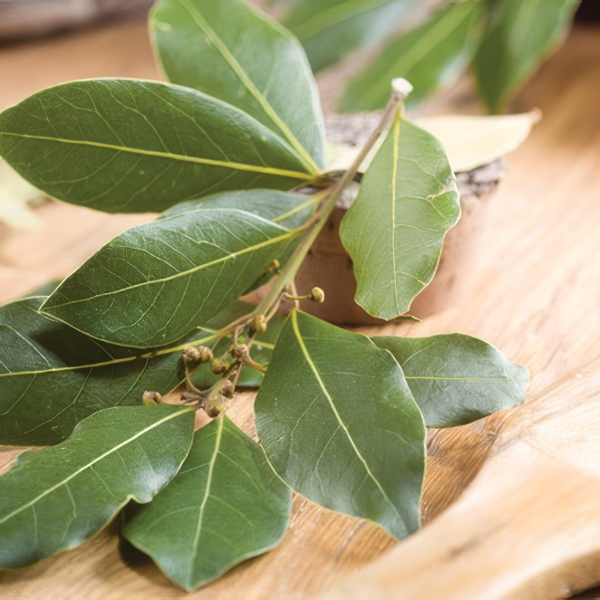 Bay Tree Lpobaytre 2019 - Garden Express Australia