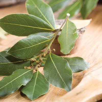 Bay Tree Lpobaytre 2019 - Garden Express Australia