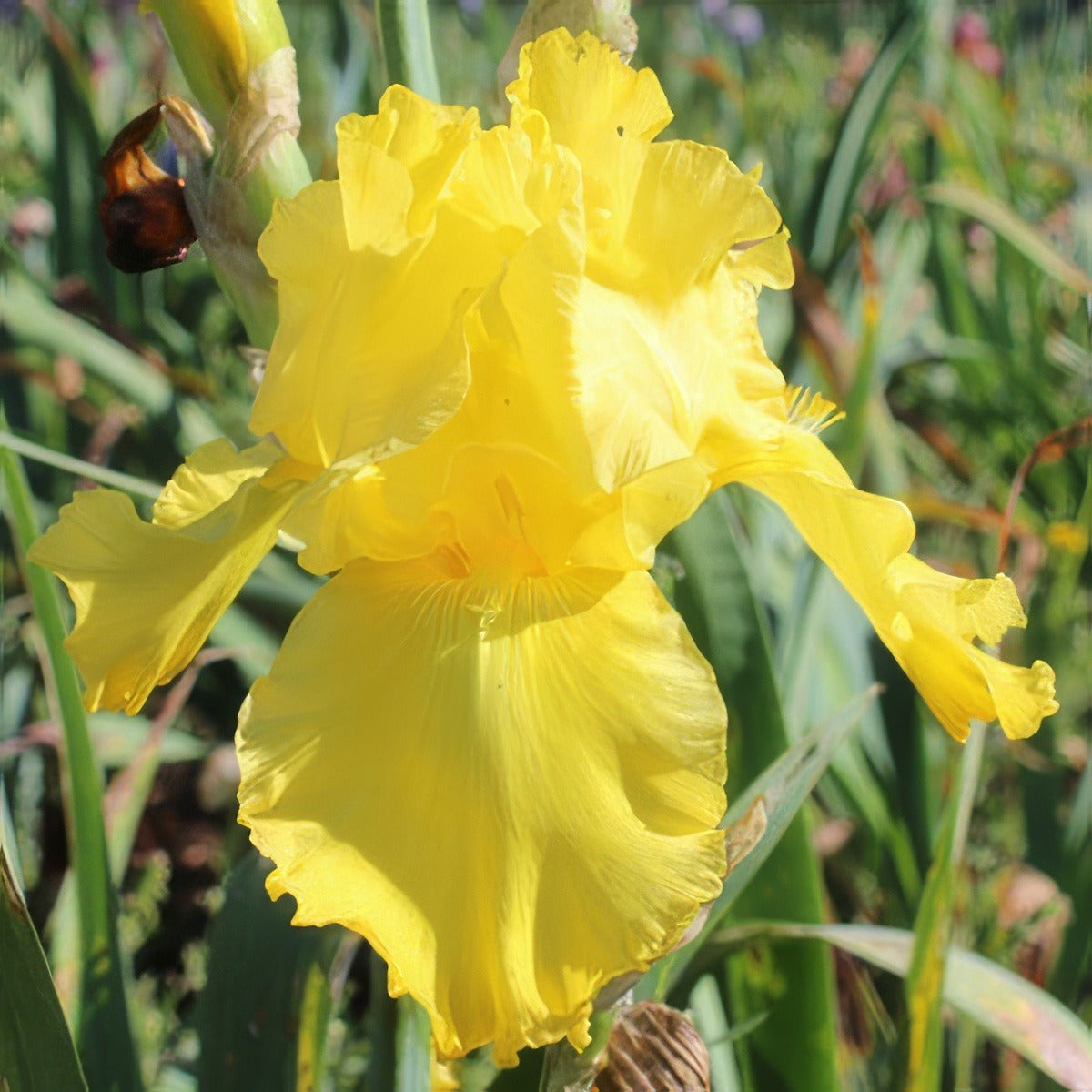 Bearded Iris Bahloo Pkbirbah - Garden Express Australia