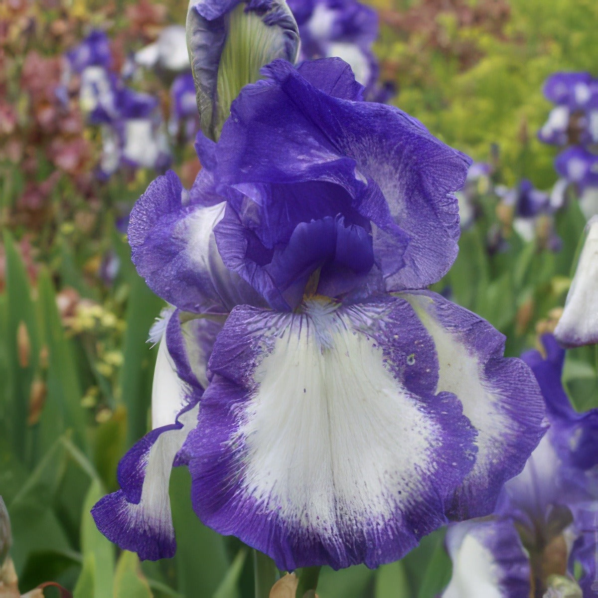 Bearded Iris Babbling Brook 131 - Garden Express Australia