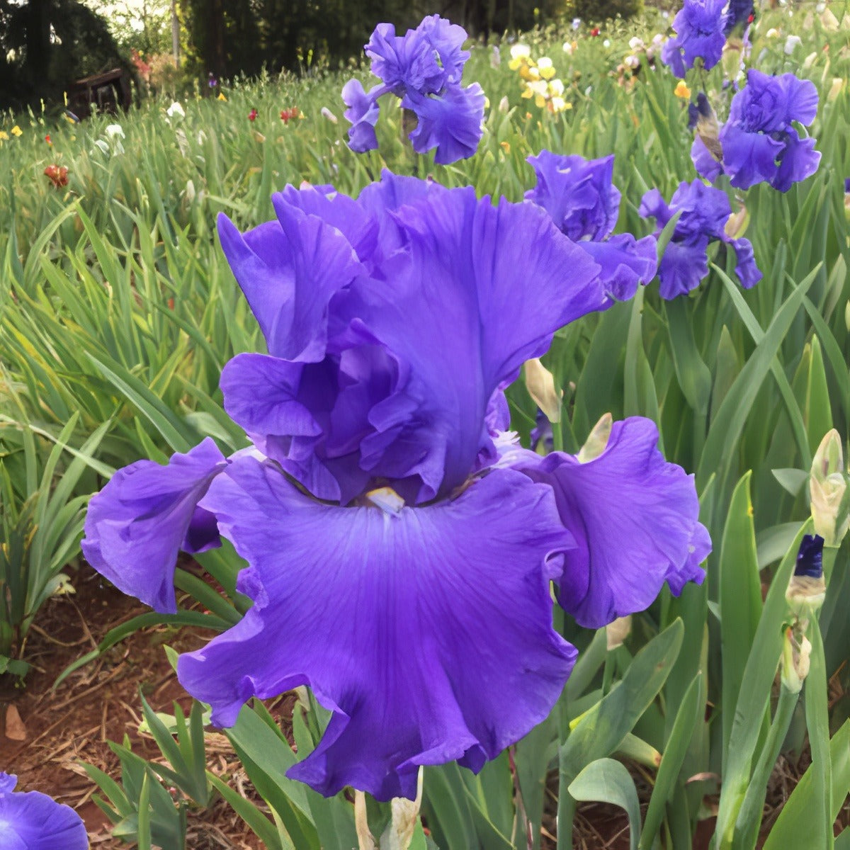 Bearded Iris Paquini Pkbirpaq - Garden Express Australia