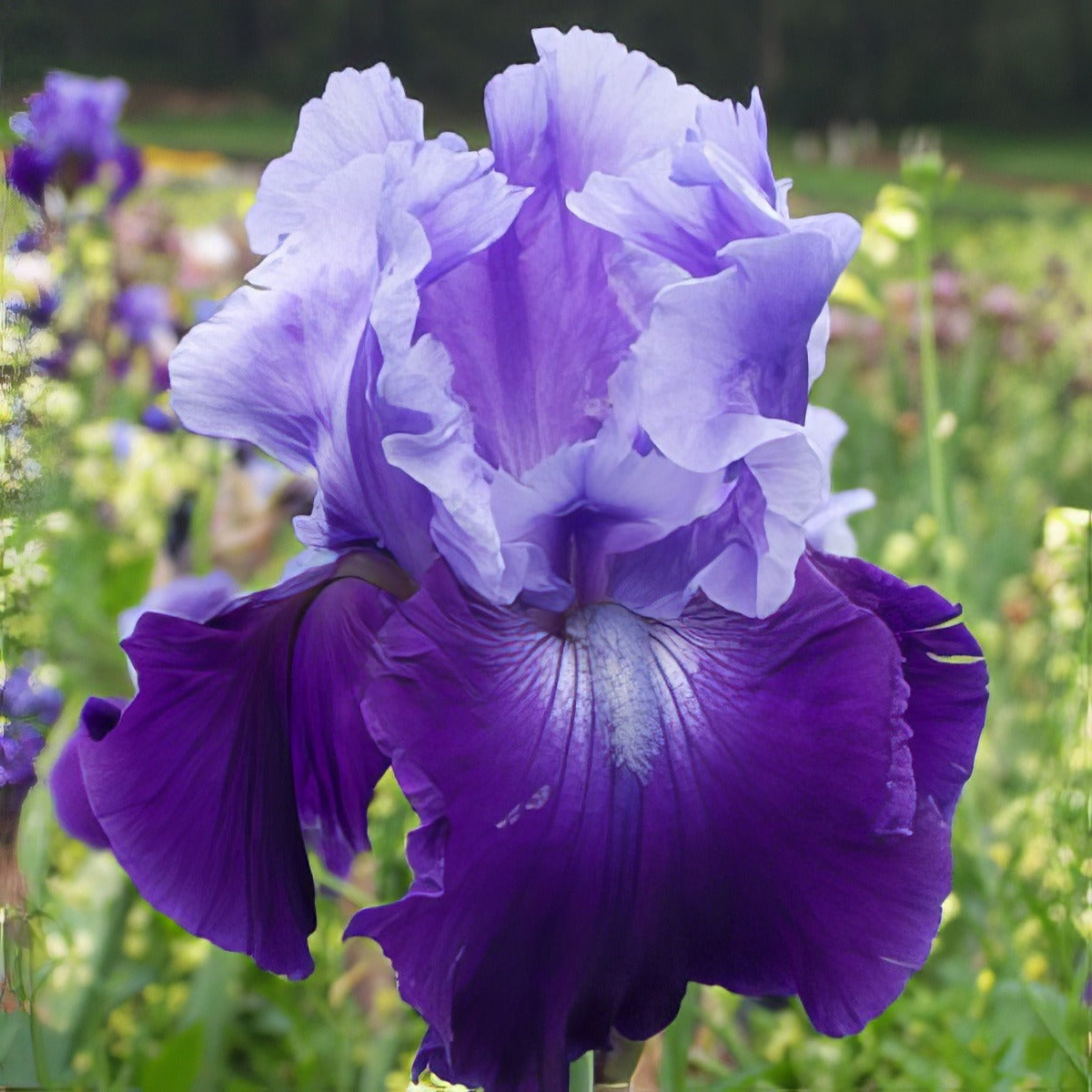 Bearded Iris Royalist Pkbirroy - Garden Express Australia
