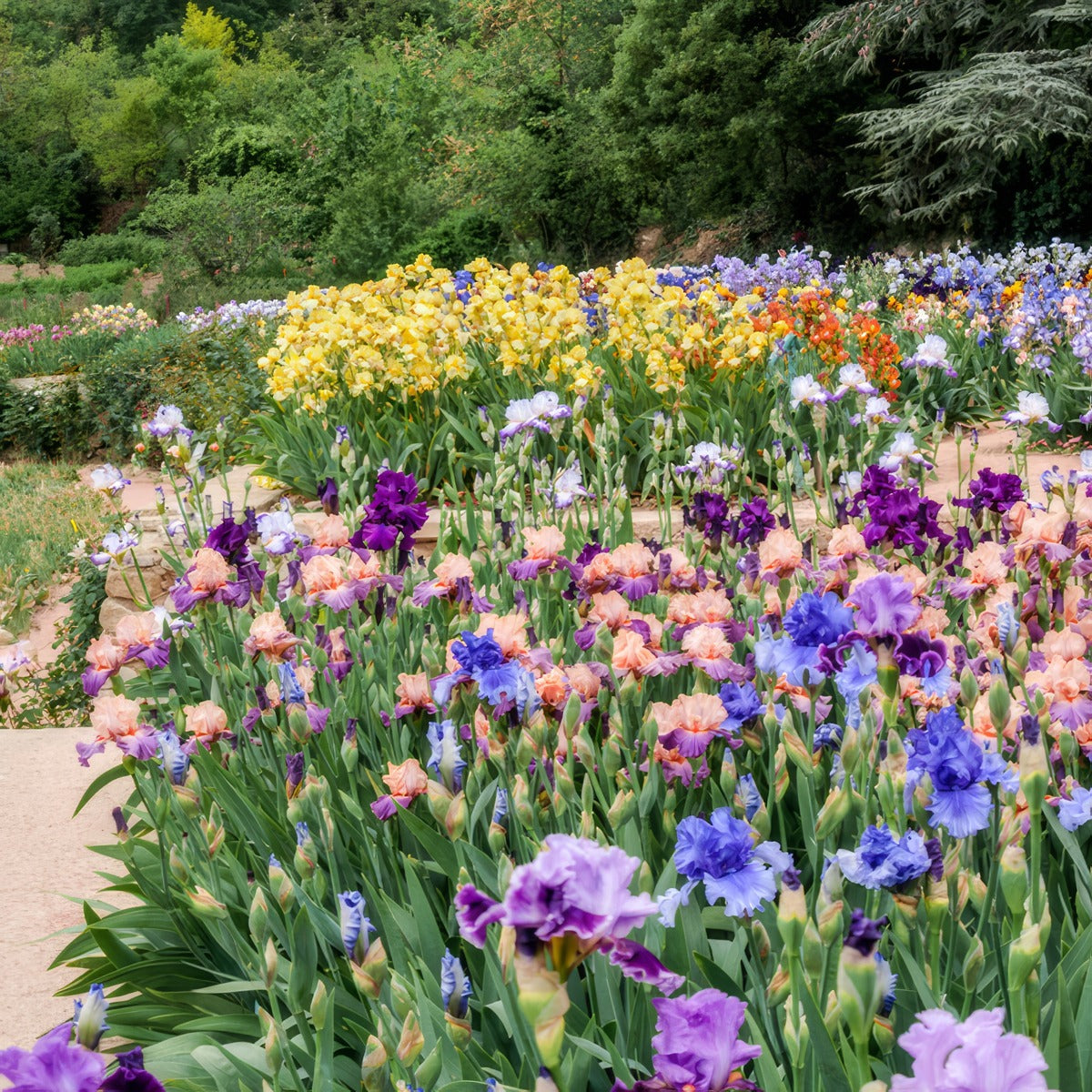 Bearded Iris Mixed 2024 Pkbirtmx - Garden Express Australia