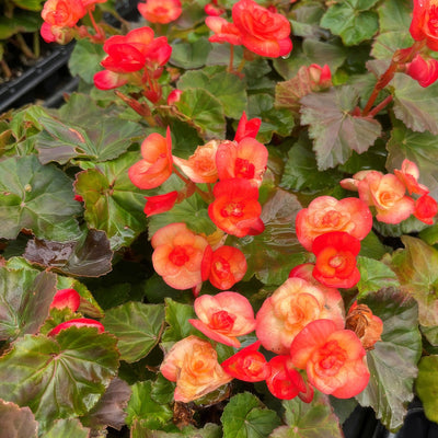 Begonia Elatior Ilona Carneval - Garden Express Australia