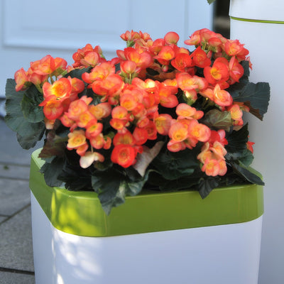 Begonia Elatior Ilona Carneval Lplbegica - Garden Express Australia