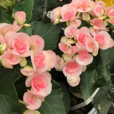 Begonia Elatior Ilona Romance 1 Lplberirm - Garden Express Australia