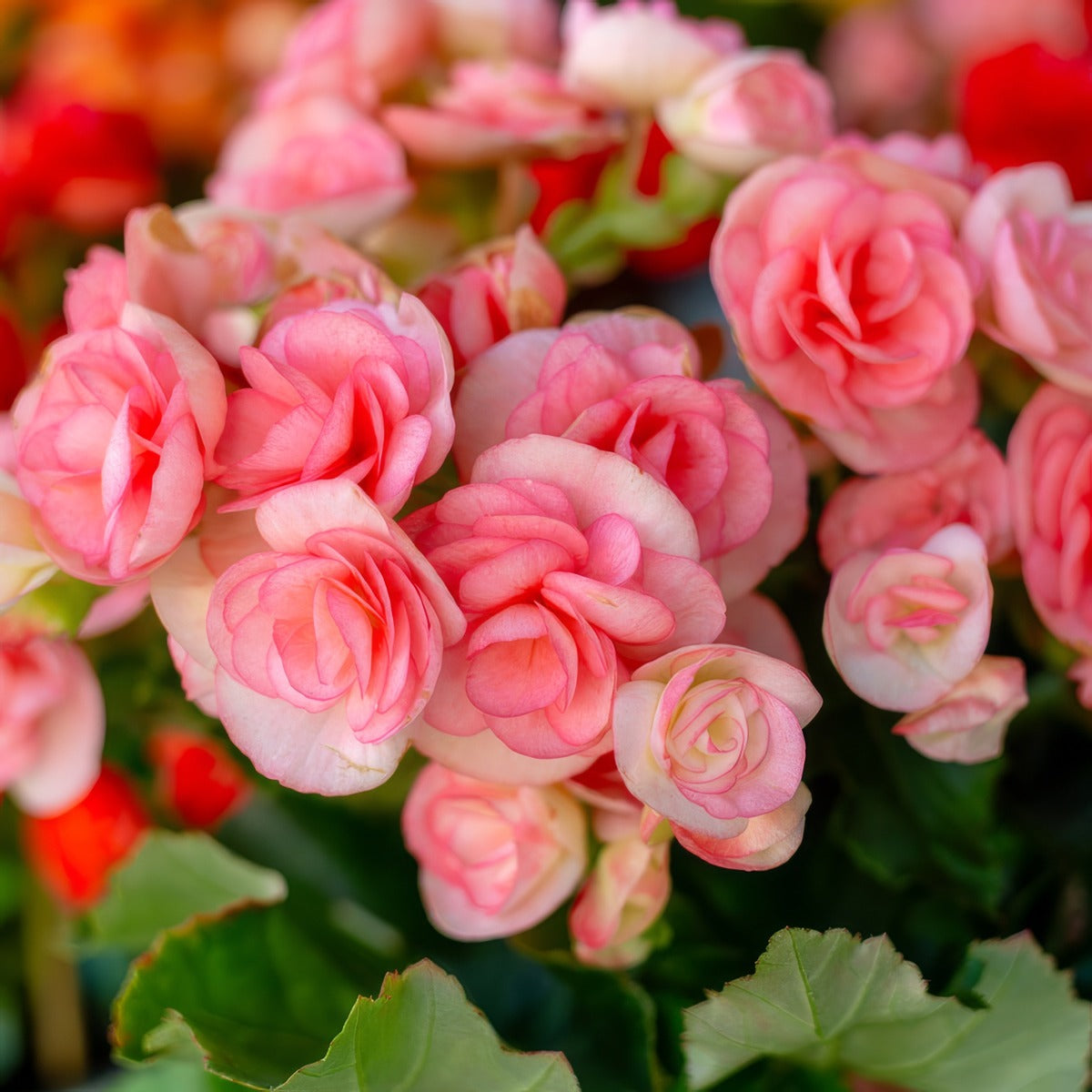 Begonia Elatior Ilona Romance Lplberirm - Garden Express Australia