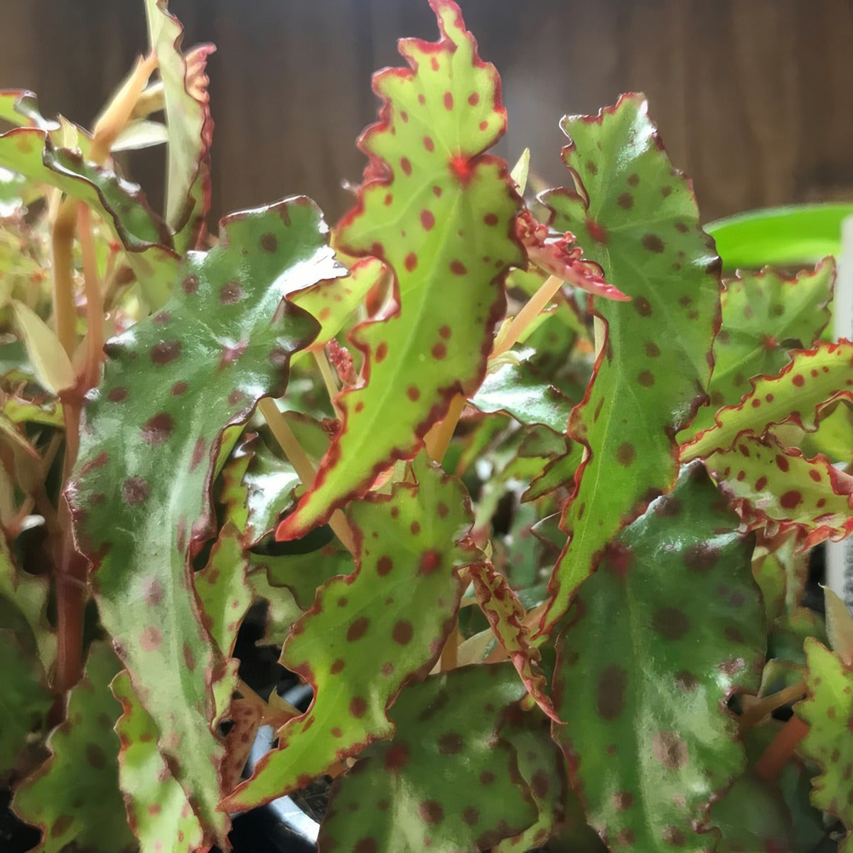 Begonia Amphioxus P10begamp - Garden Express Australia