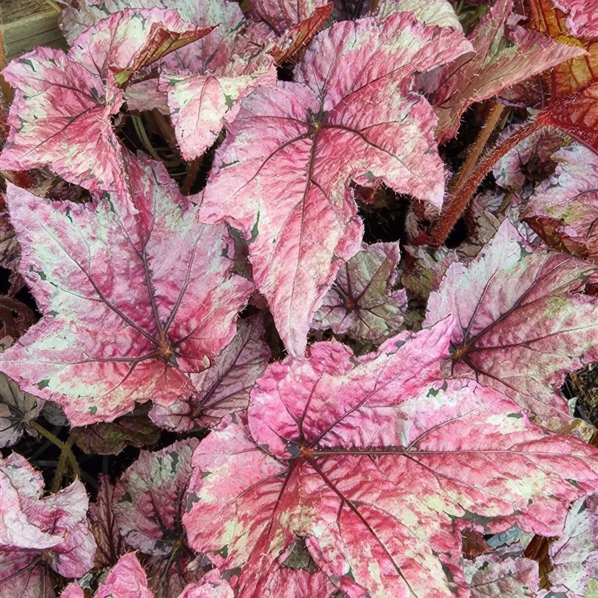 Begonia Bewitched Cherry P10begbch - Garden Express Australia