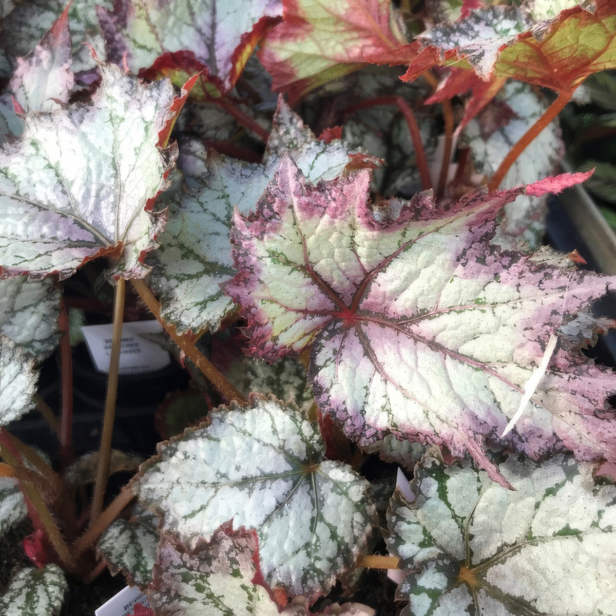 Begonia Bewitched Lavender P10begblv - Garden Express Australia