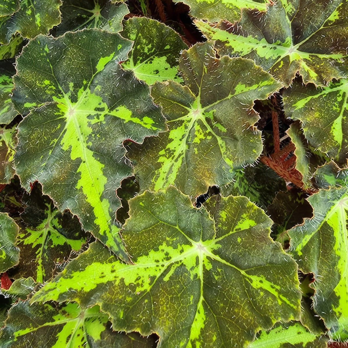 Begonia Dark Cross P10begdcr - Garden Express Australia