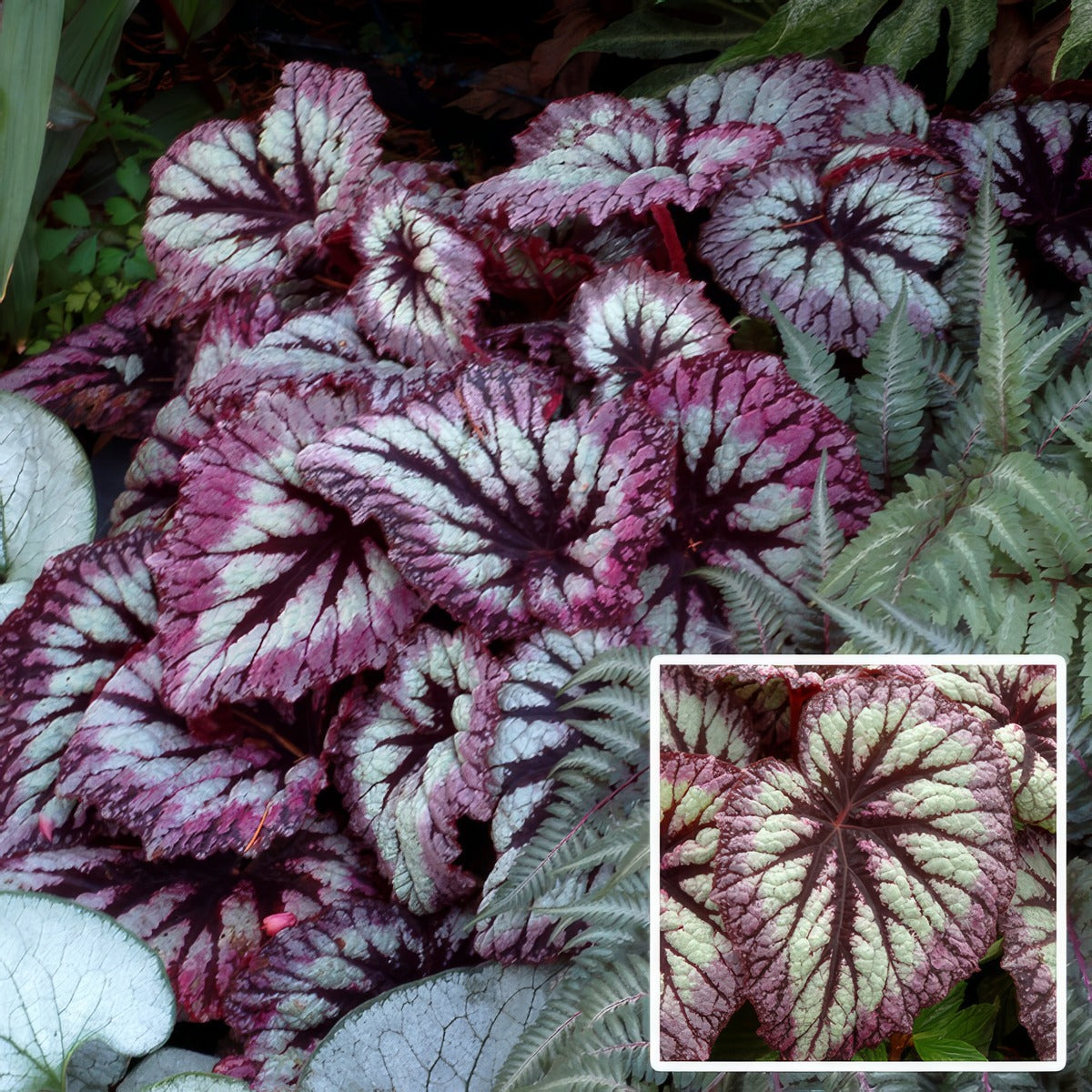 Begonia Fireworks P10begfir - Garden Express Australia