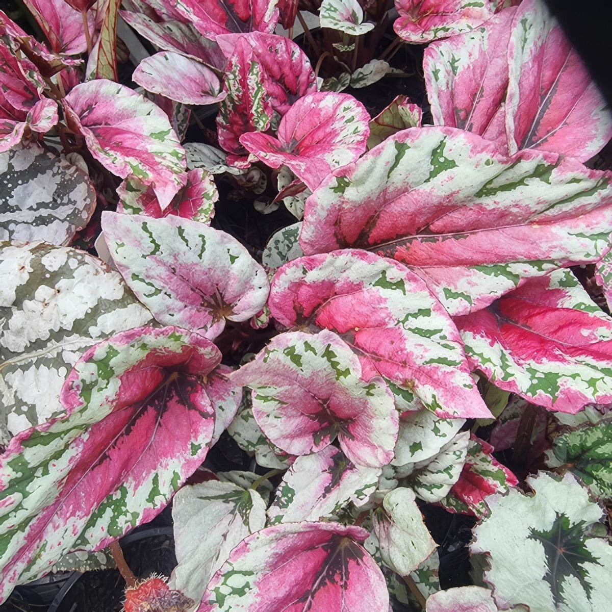 Begonia Maui Sunset P10begmsu - Garden Express Australia