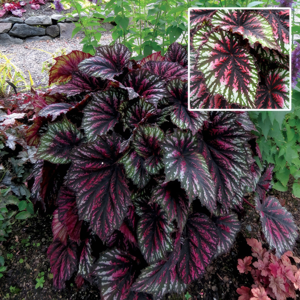 Begonia T Rex Painter S Palette P10begppa - Garden Express Australia