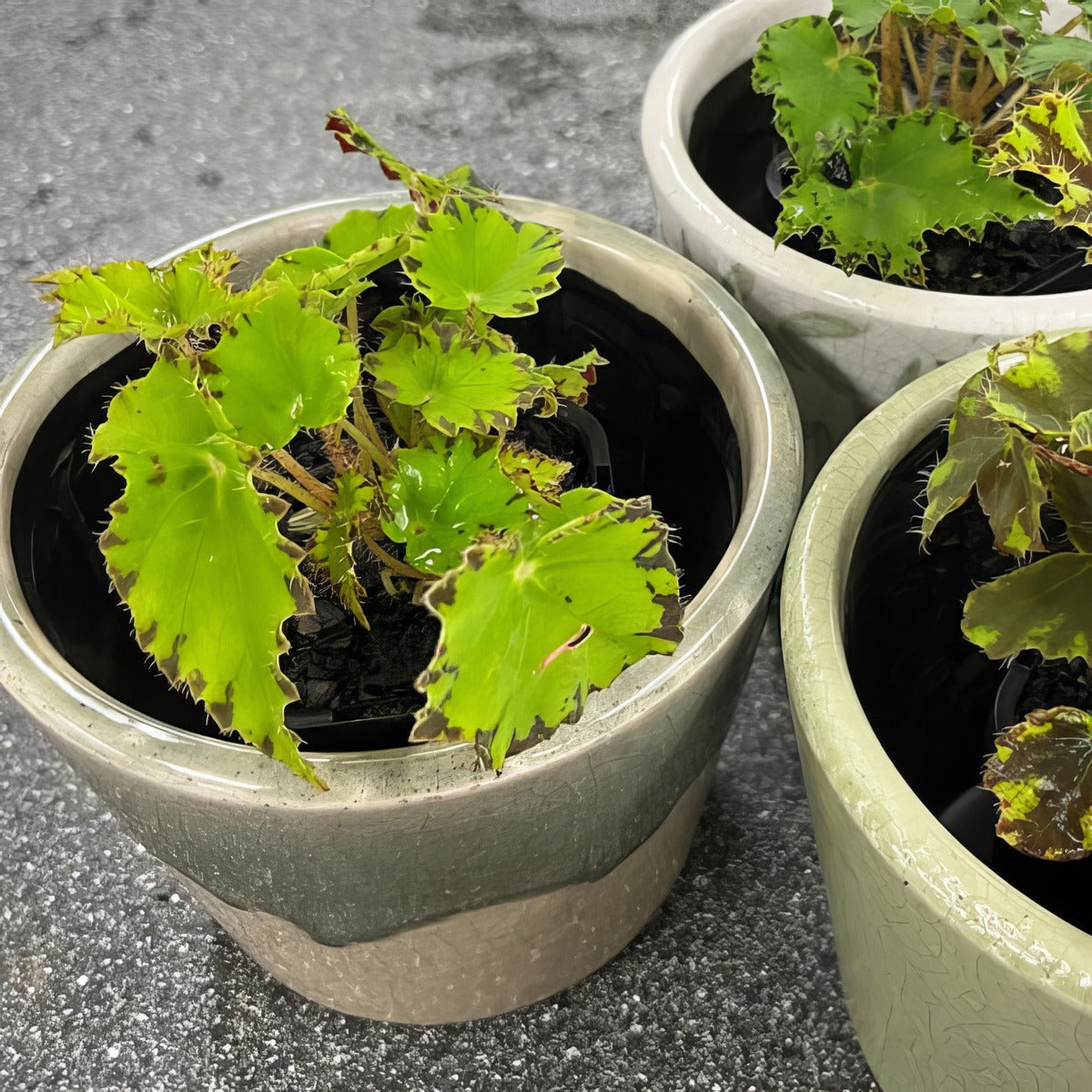 Begonia Cleopatra Antony P68begant - Garden Express Australia