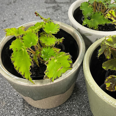 Begonia Cleopatra Antony P68begant - Garden Express Australia