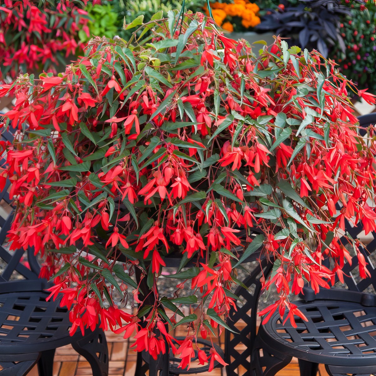 Begonia Bossa Nova Red P68begbnr - Garden Express Australia